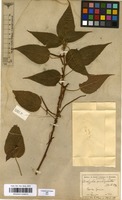 Filed as Acalypha amblyodonta (Mull.Arg.) Mull.Arg. [family EUPHORBIACEAE]