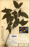 Filed as Acalypha diversifolia Jacq. [family EUPHORBIACEAE]