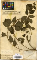 Filed as Acalypha communis Mull.Arg. [family EUPHORBIACEAE]