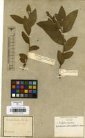 Filed as Acalypha virginica L. [family EUPHORBIACEAE]