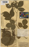 Type of Rubus oreades P.J.Mull. & Wirtg. ex Genev. [family ROSACEAE]