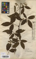 Type of Rubus guianensis Focke var. vulcanicola Donn.Sm. [family ROSACEAE]