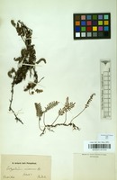 Filed as Pleopeltis polypodioides (L.) E.G.Andrews & Windham [family POLYPODIACEAE]