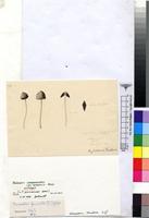 Filed as Panaeolus goossensiae Beeli [family BOLBITIACEAE]