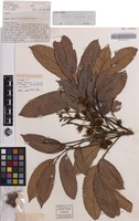 Holotype of Jagera discolor L.S.Sm. ex S.T.Reynolds [family SAPINDACEAE]