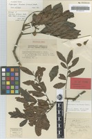 Holotype of Cupaniopsis baileyana Radlk. [family SAPINDACEAE]