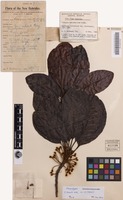 Isosyntype of Palaquium neoebudicum Guillaumin [family SAPOTACEAE]