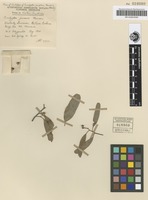 Isolectotype of Eucalyptus perplexa Maiden & Blakely [family MYRTACEAE]