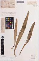 Holotype of Polypodium superficiale var. australiense F.M.Bailey [family POLYPODIACEAE]