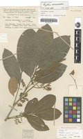 Isotype of Arytera musca H.Turner [family SAPINDACEAE]