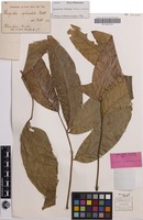Isotype of Harpullia sphaeroloba Radlk. [family SAPINDACEAE]