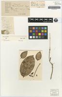 Holotype of Hoya dimorpha F.M.Bailey [family APOCYNACEAE]