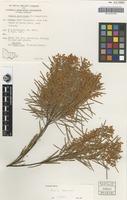 Isotype of Acacia hunteriana N.A.Wakef. [family MIMOSACEAE]