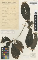 Isotype of Airosperma fuscum S.Moore [family RUBIACEAE]