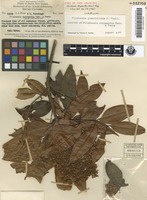 Isotype of Flindersia chrysantha Merr. & L.M.Perry [family RUTACEAE]