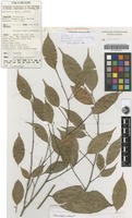 Isotype of Antiaropsis uniflora C.C.Berg [family MORACEAE]
