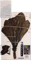 Isotype of Terminalia archipelagi Coode [family COMBRETACEAE]