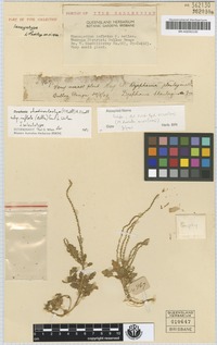 Isotype of Chenopodium inflatum Aellen [family CHENOPODIACEAE]