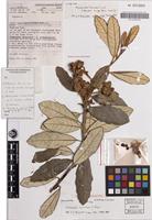 Holotype of Hibbertia laurana S.T.Reynolds [family DILLENIACEAE]