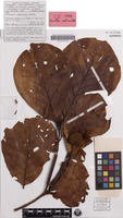 Isotype of Neonauclea ventricosa Ridsdale [family RUBIACEAE]