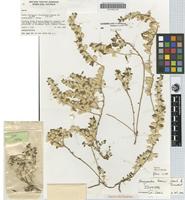 Isotype of Omegandra kanisii G.J.Leach & C.C.Towns. [family AMARANTHACEAE]