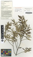 Isotype of Boronia jensziae Duretto [family RUTACEAE]