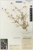 Isotype of Gomphrena arida J.Palmer [family AMARANTHACEAE]