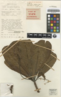 Isotype of Terminalia impediens Coode [family COMBRETACEAE]