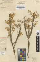 Holotype of Acacia gittinsii Pedley [family MIMOSACEAE]