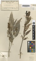 Isotype of Eucalyptus rummeryi Maiden [family MYRTACEAE]
