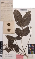 Isotype of Harpullia vaga Merr. & L.M.Perry [family SAPINDACEAE]