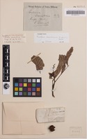 Isosyntype of Cupania daemeliana F.Muell. [family SAPINDACEAE]