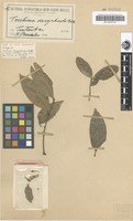Isotype of Toechima dasyrrhache Radlk. [family SAPINDACEAE]