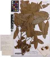 Isotype of Cupaniopsis acuticarpa Adema [family SAPINDACEAE]