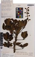 Isotype of Schefflera amungwiwae Frodin [family ARALIACEAE]