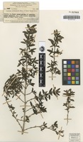 Isotype of Coprosma habbemensis Merr. & L.M.Perry [family RUBIACEAE]