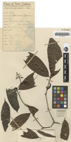 Isotype of Ixora ihuensis S.Moore [family RUBIACEAE]