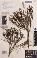 Holotype of Suaeda arbusculoides L.S.Sm. [family CHENOPODIACEAE]