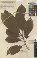 Isotype of Litsea mafuluensis C.K.Allen [family LAURACEAE]