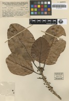 Isotype of Litsea perlucida C.K.Allen [family LAURACEAE]