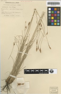 To JSTOR Global Plants (Fimbristylis odontocarpa BRI-AQ0341121 holotype 1)