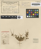 Isotype of Erodium aureum Carolin [family GERANIACEAE]