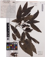 Holotype of Elattostachys microcarpa S.T.Reynolds [family SAPINDACEAE]