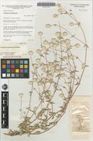 Isotype of Gomphrena floribunda J.Palmer [family AMARANTHACEAE]