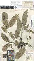 Holotype of Arytera bifoliolata S.T.Reynolds [family SAPINDACEAE]