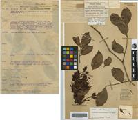 Holotype of Maniltoa lenticellata C.T.White [family CAESALPINIACEAE]