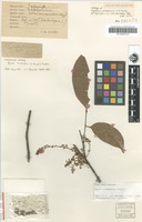 Holotype of Nephelium winterianum F.M.Bailey [family SAPINDACEAE]