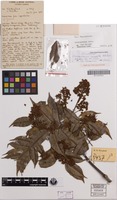 Isotype of Sarcopteryx caudata Welzen [family SAPINDACEAE]