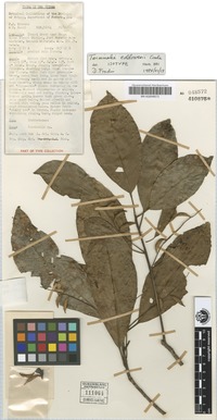 Isotype of Terminalia eddowesii Coode [family COMBRETACEAE]