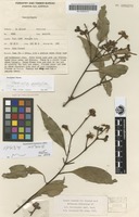 Isotype of Stockwellia quadrifida D.J.Carr, S.G.M.Carr & B.Hyland [family MYRTACEAE]